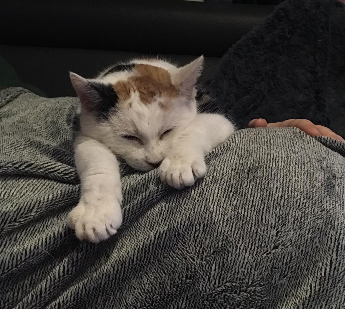 Mon chat sur mon ventre