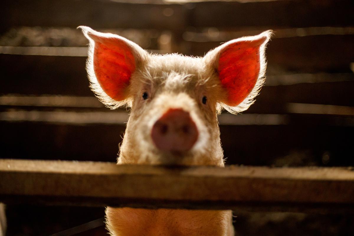 Parels voor de zwijnen - KW.be