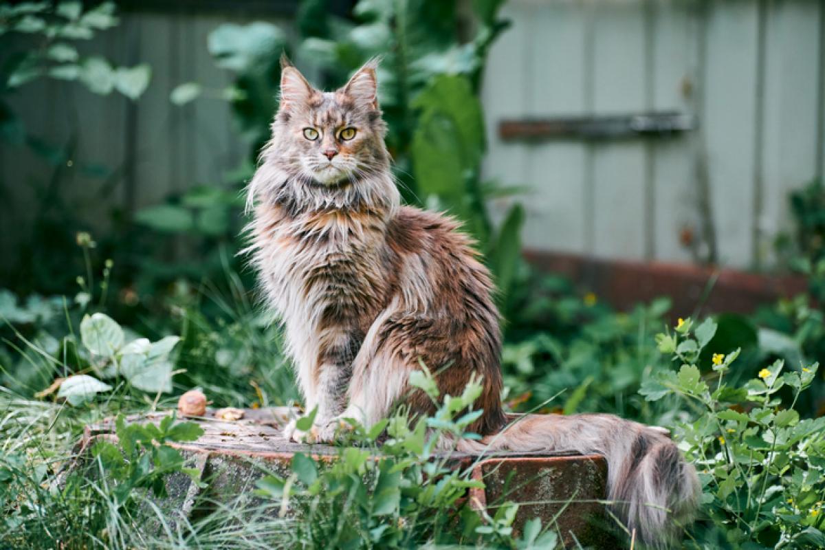 8 Informations Importantes Avant D Adopter Un Maine Coon