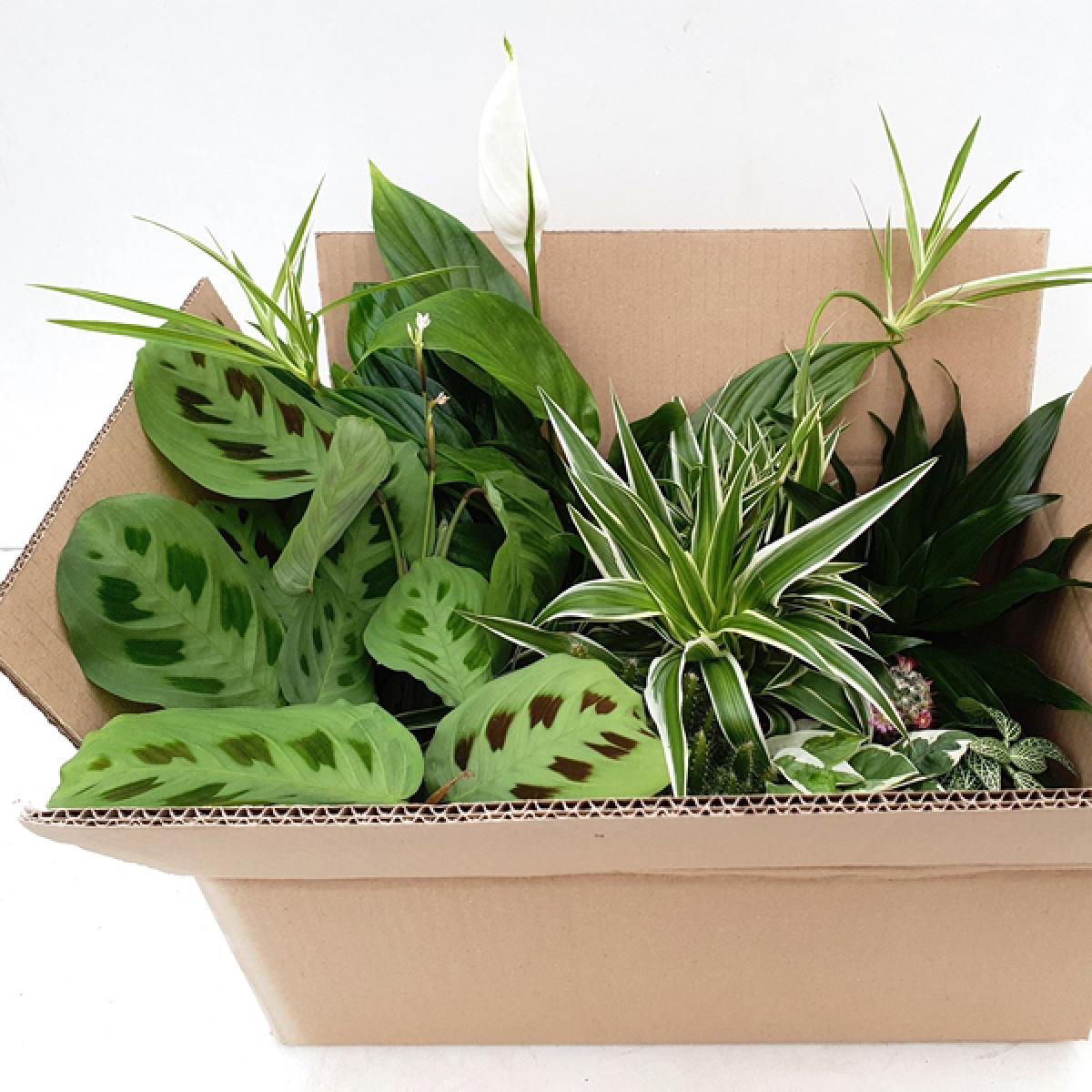 Verrassingsbox met mix van planten