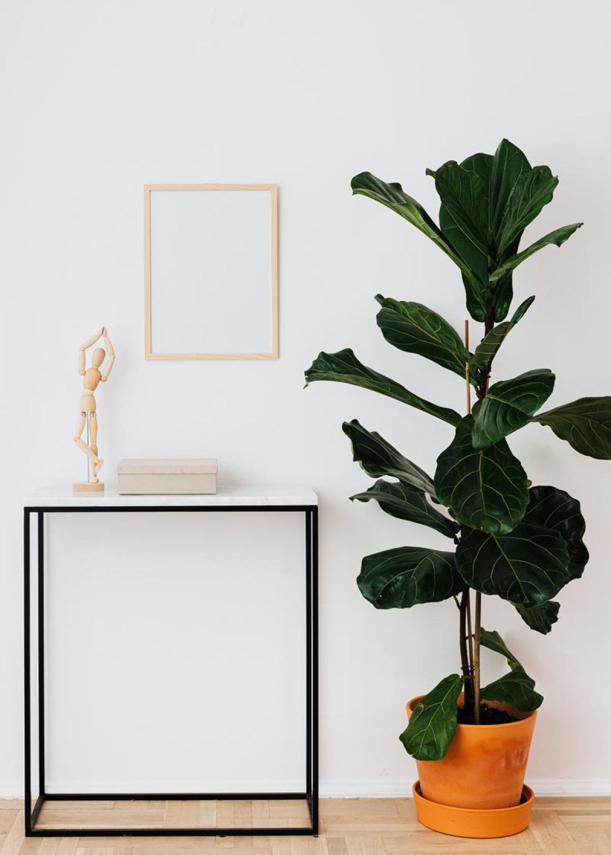Des plantes comme œuvres d'art