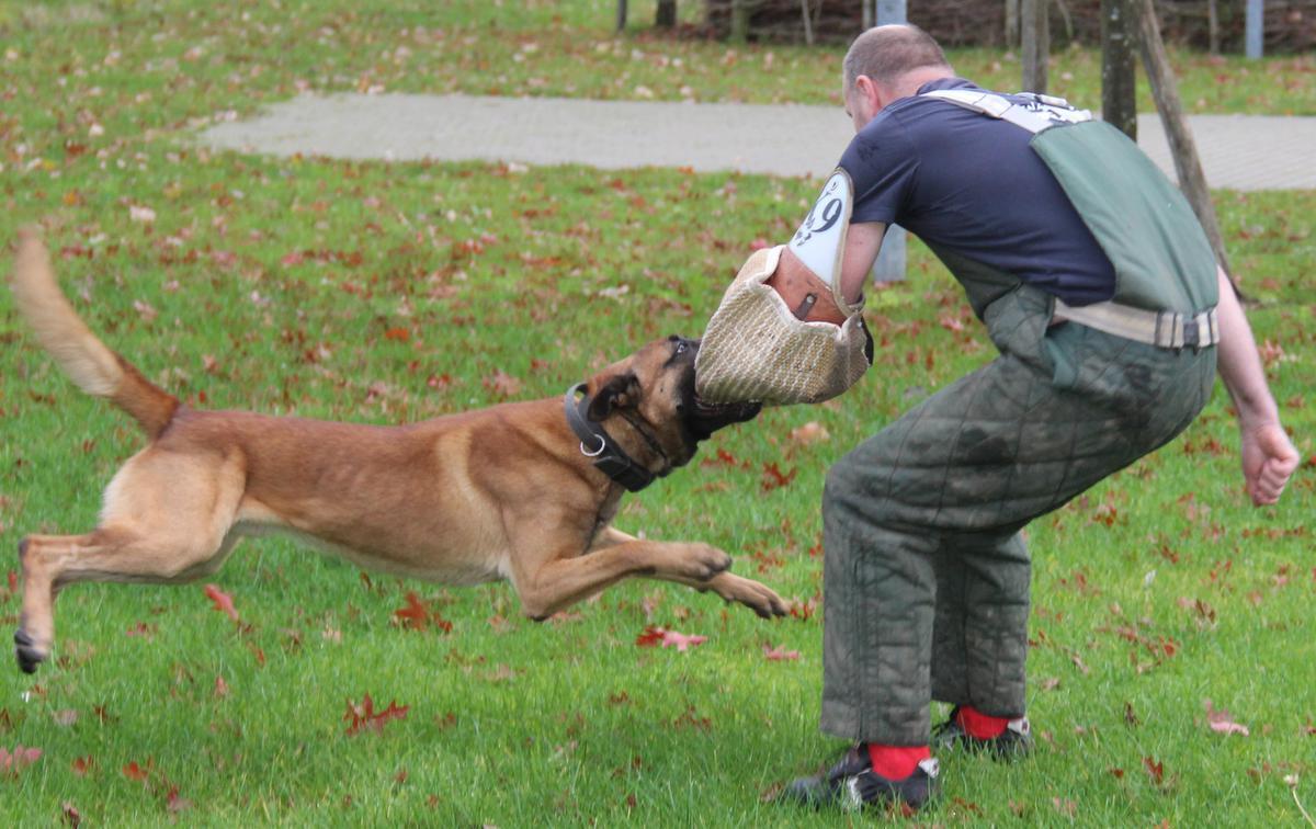 Eerste Politiehond Arro Ieper Onverwacht Overleden: “Voor Mij Was Thor ...