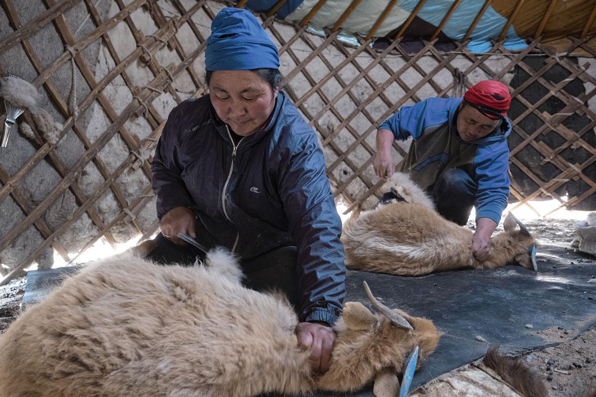 De Capra hircus, aka de kasjmiergeit, levert kostbare wol. De dieren worden in de Mongoolse steppe grootgebracht door nomaden. Ze worden gekamd in de lente met een grote, gebogen kam om de wol te oogsten.