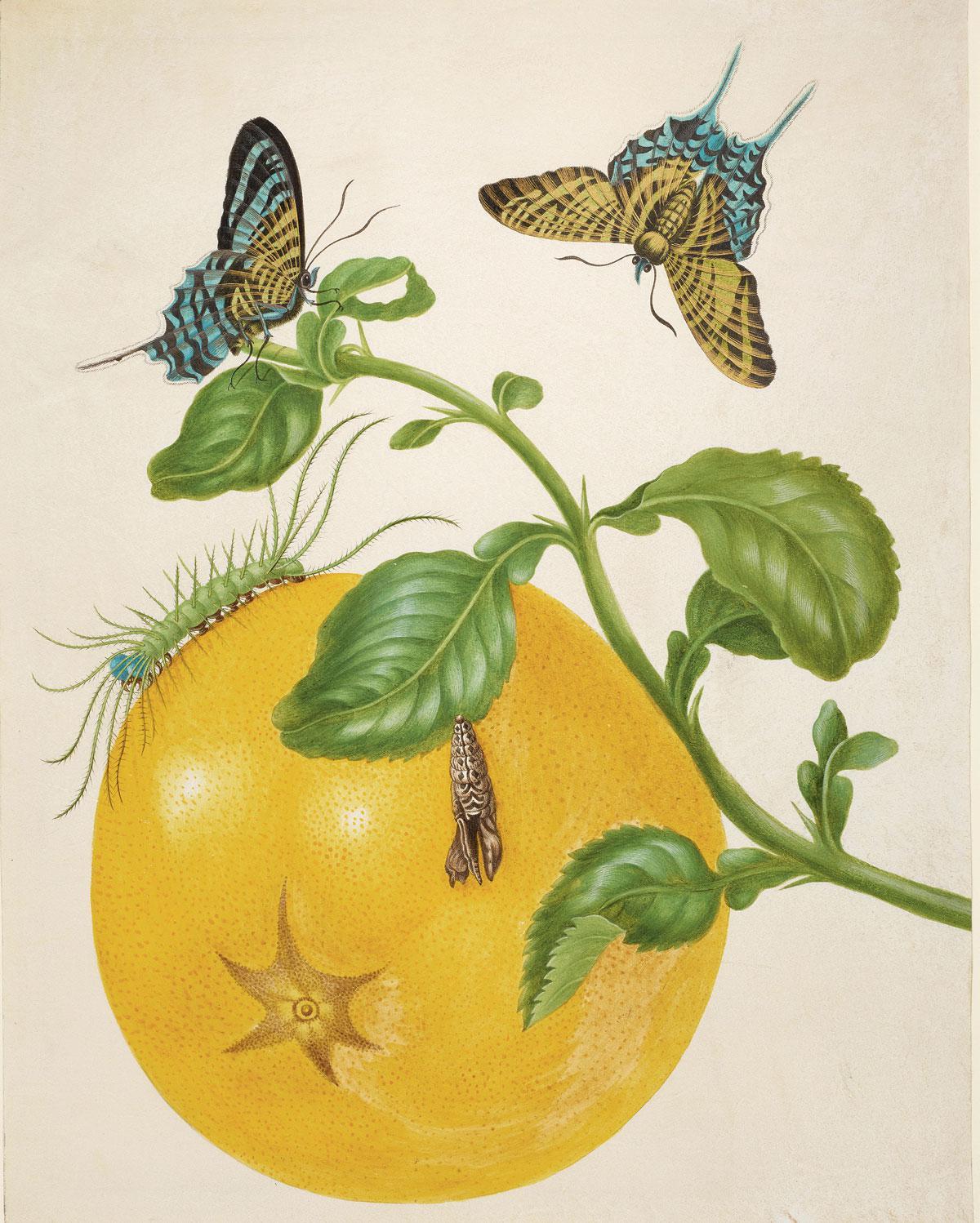 The 17th-century German artist Maria Sibylla Merian was an expert on insects.