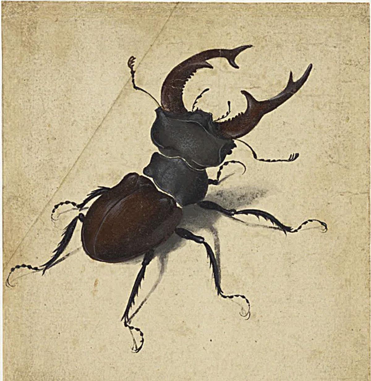 Ook Albrecht Dürer maakte gedetailleerde tekeningen van de kleinste schepsels, zoals dit vliegend hert (1505).
