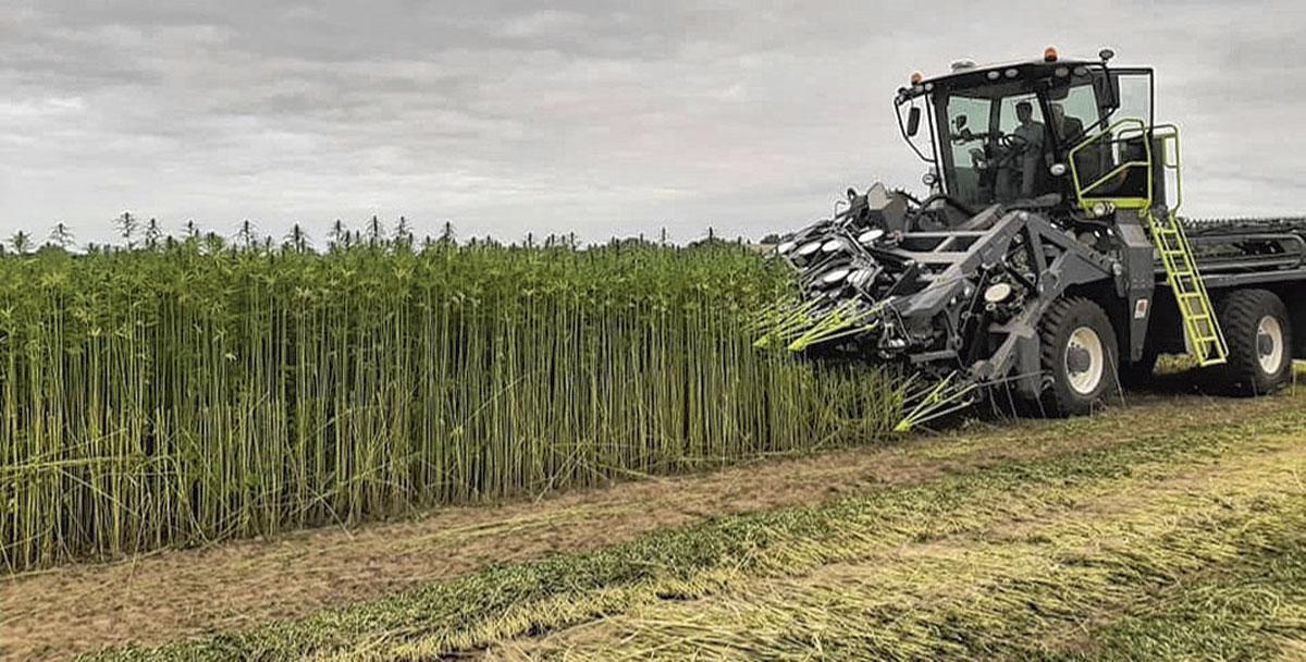 S’il faut apprendre à cultiver la plante, il faut aussi s’exercer à travailler ses fibres.