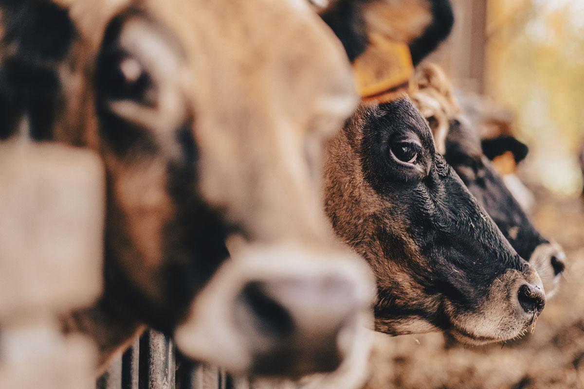 Hilde Nechelput hamert op het onderschat element van kwaliteitsverlies in de boerenstiel: 'Er is geen contact meer met de consument, wij gaan zelf met een deel van onze producten naar de mark en mensen appreciëren dat.'