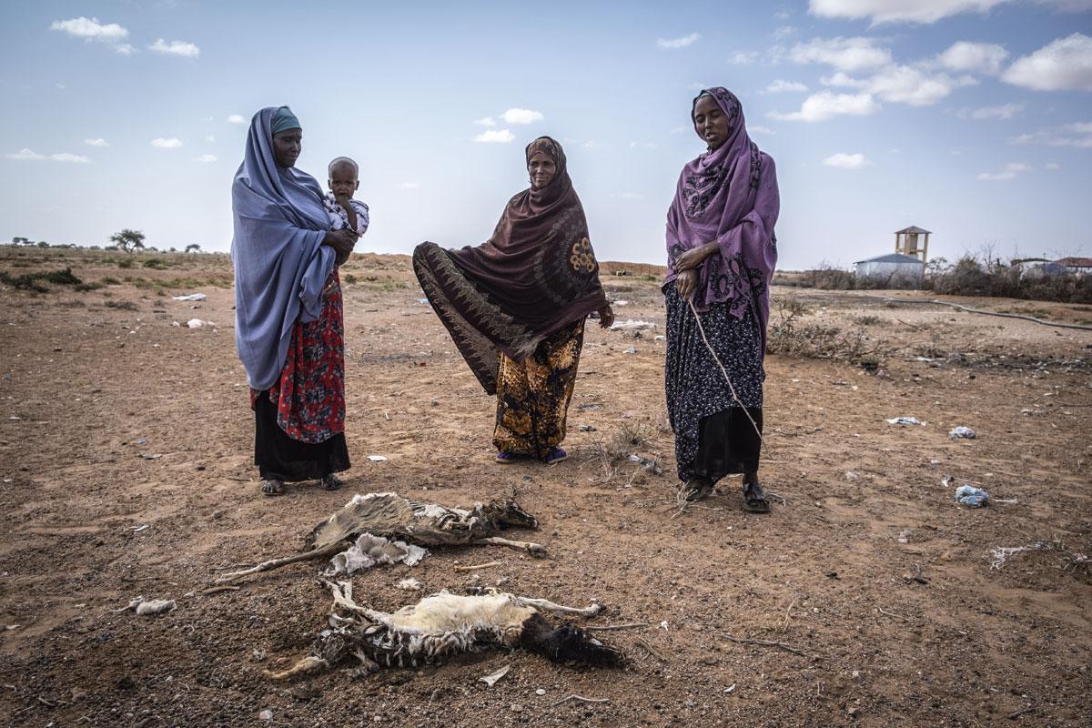 L’absence de précipitations a provoqué la perte de milliers d’animaux en Somalie, désorganisant complètement les équilibres de la société.
