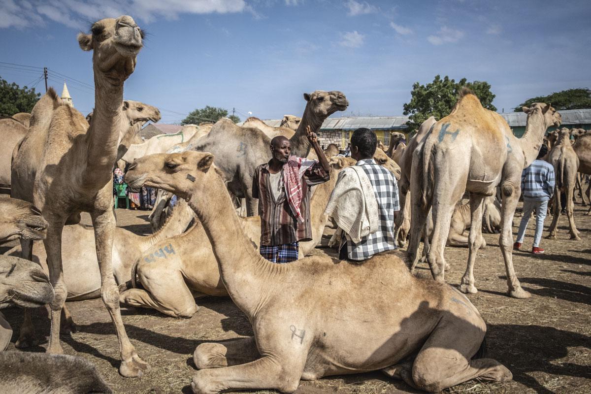 Un marché aux dromadaires à Hargeisa, au Somaliland. A cause de la sécheresse, la plupart des bêtes proviennent d’Ethiopie.