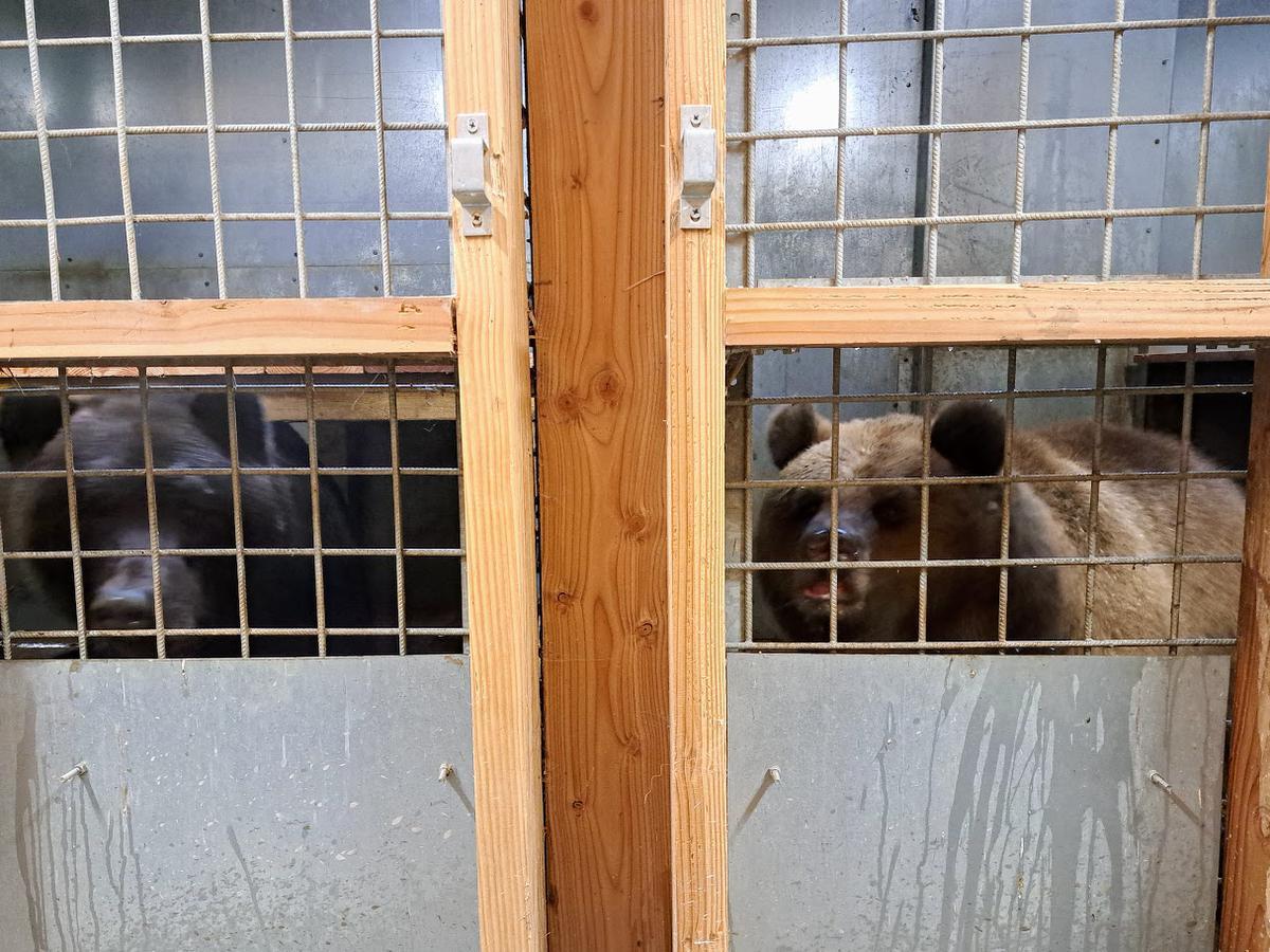 Op maandag 17 oktober arriveerden Tishka en Sandra in dierenopvangcentrum De Zonnegloed.