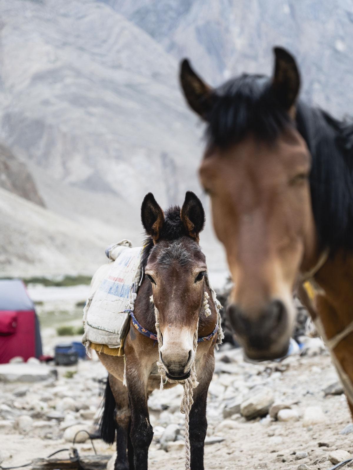 Paarden en muilezels spelen een sleutelrol bij de trekking door het Karakoram-gebergte in Pakistan