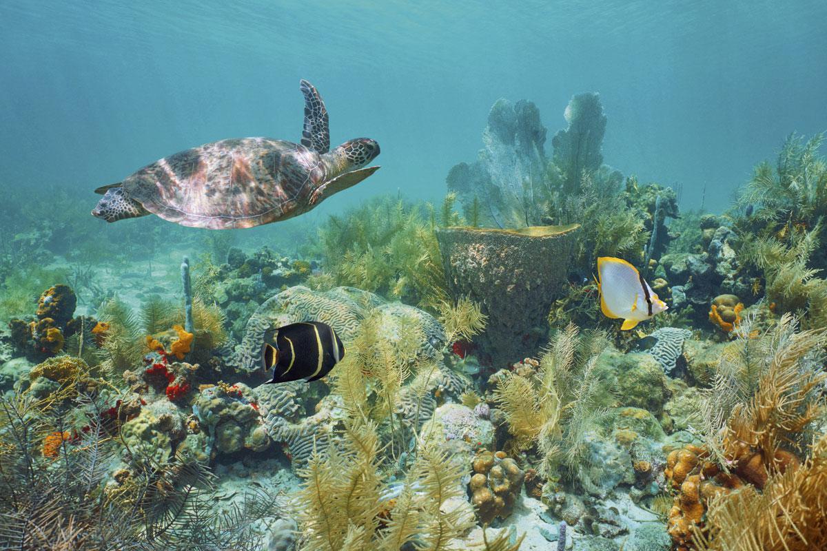 Plongée parmi les trésors du récif corallien.