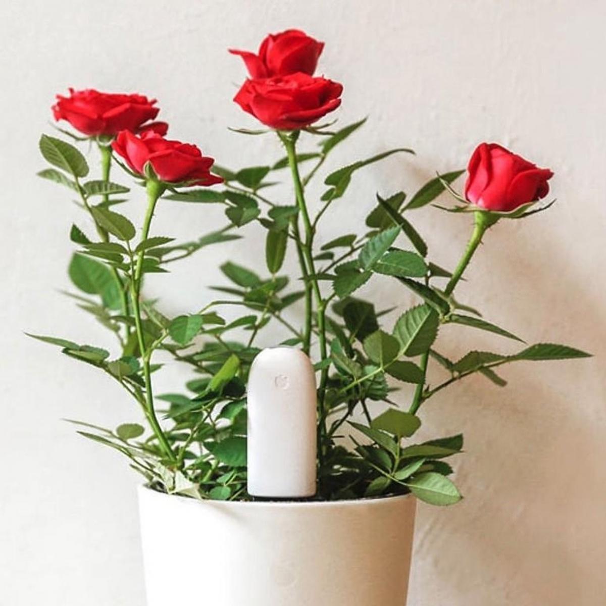 Plantensensor