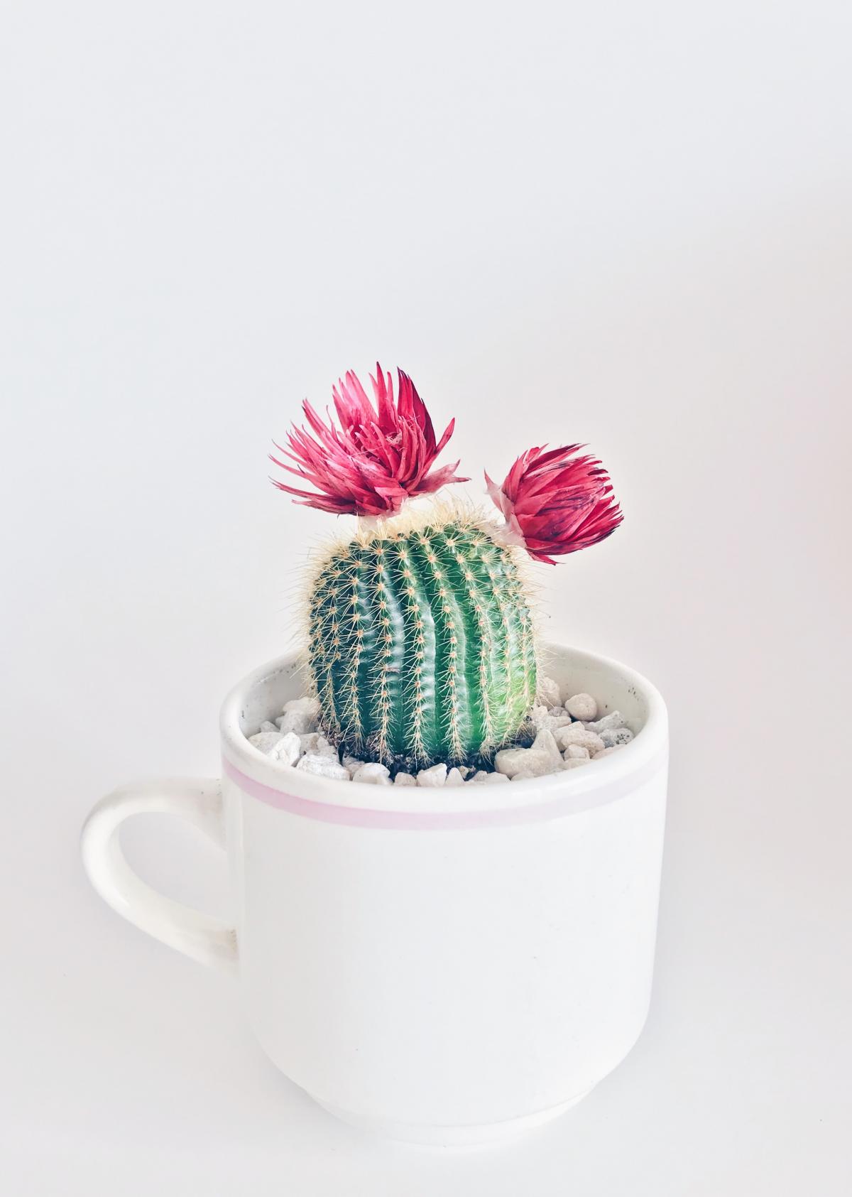 Le cactus