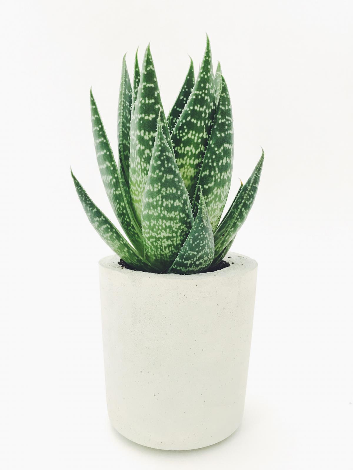 L'aloe vera