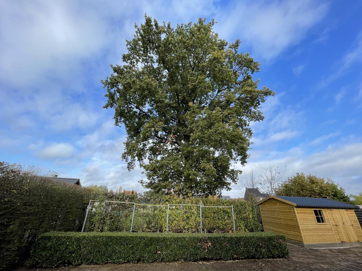 De ‘beruchtste boom’ van Langemark-Poelkapelle is niet meer.