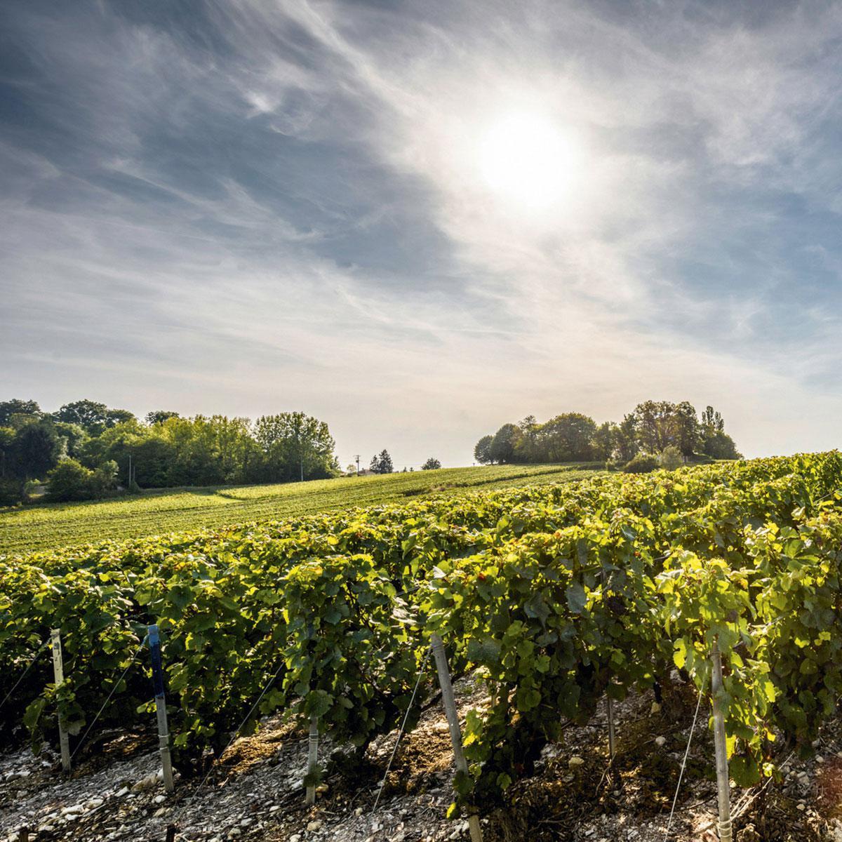 Changement du raisin Alors que les producteurs utilisaient encore majoritairement des cépages pinot noir, Laurent-Perrier optait pour le cépage chardonnay plus acide et plus frais.