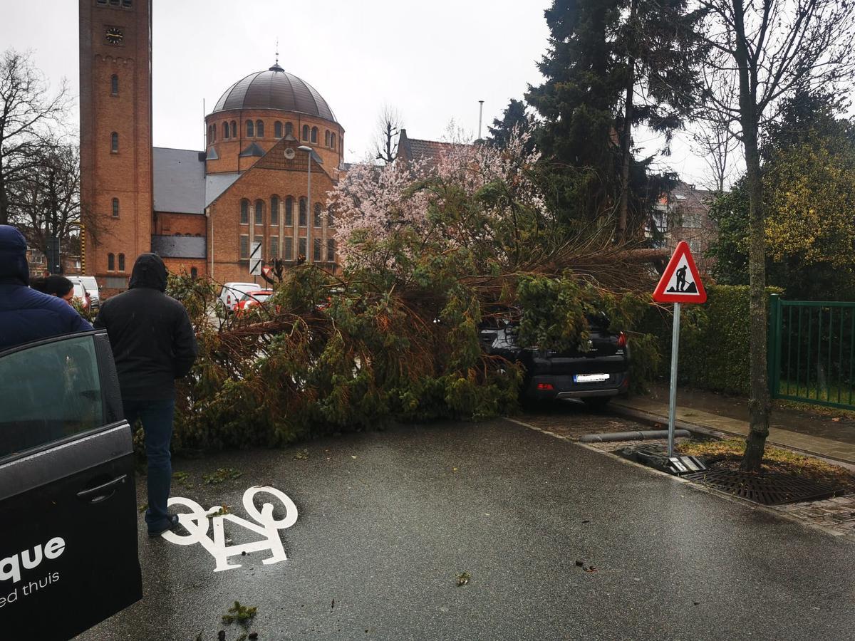 In de Lauwerstraat, in de Brugse wijk Kristus Koning, begaf een grote boom het en viel dwars over de rijweg. Twee auto's raakten beschadigd maar gelukkig vielen er geen gewonden.