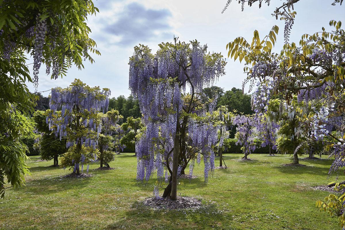 La collection de wisteria floribunda sur des poutres individuelles.