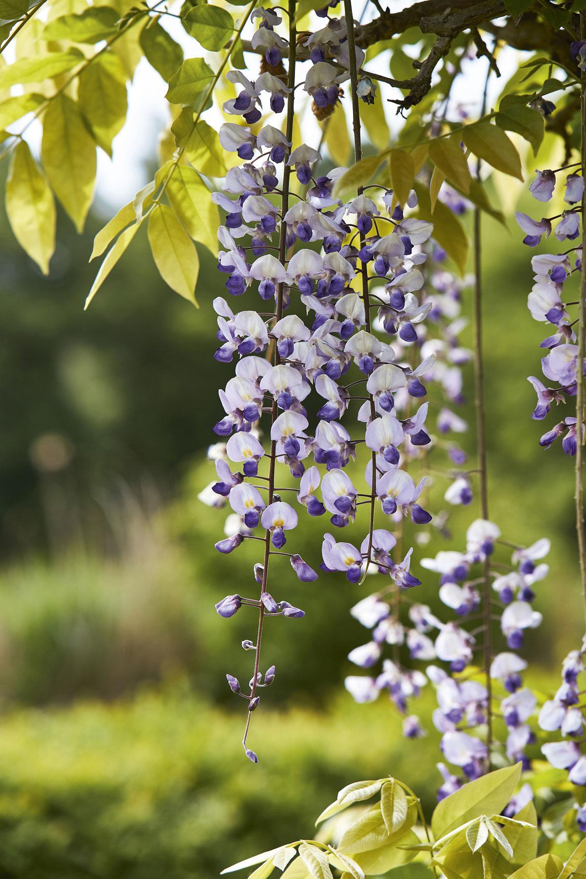 Le wisteria ‘Burford’ avec ses fleurs tout en contraste.