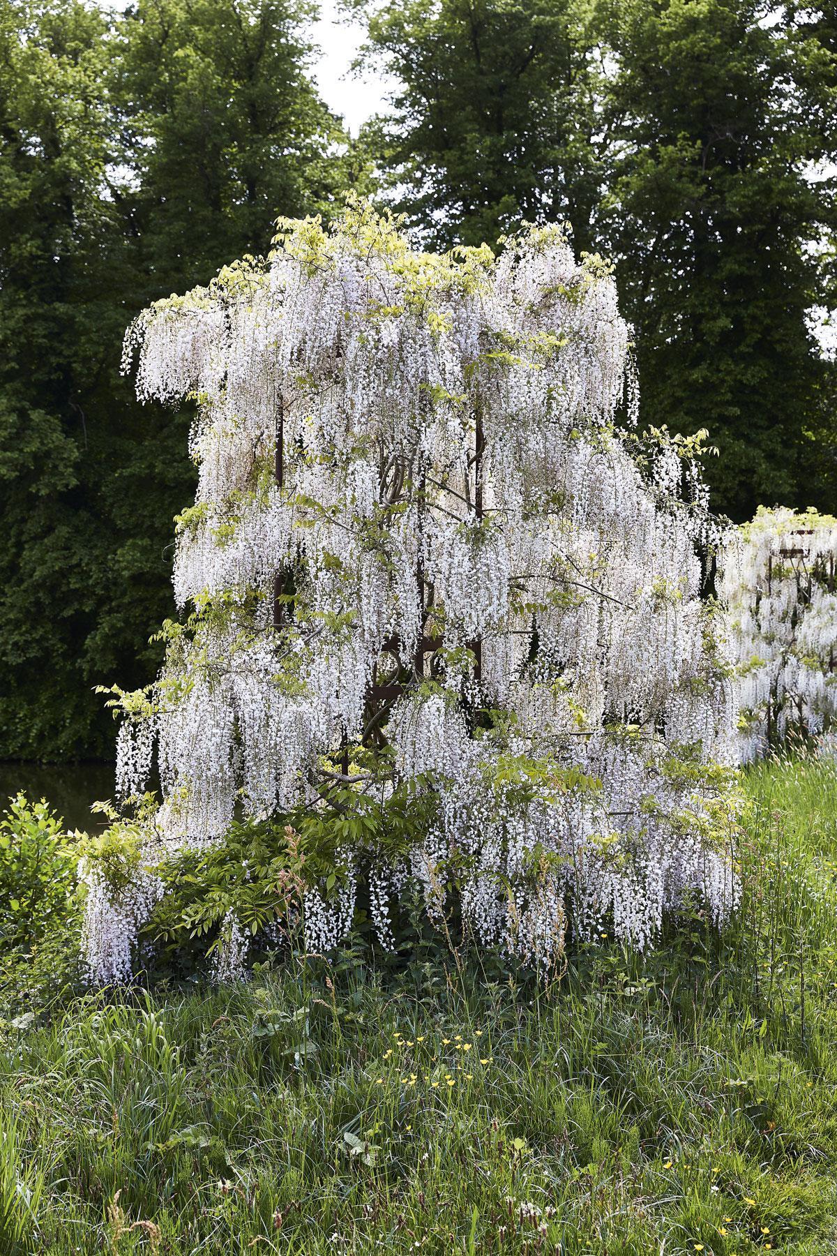 Le wisteria floribunda ‘Kuchi-beni’ sur le talus.