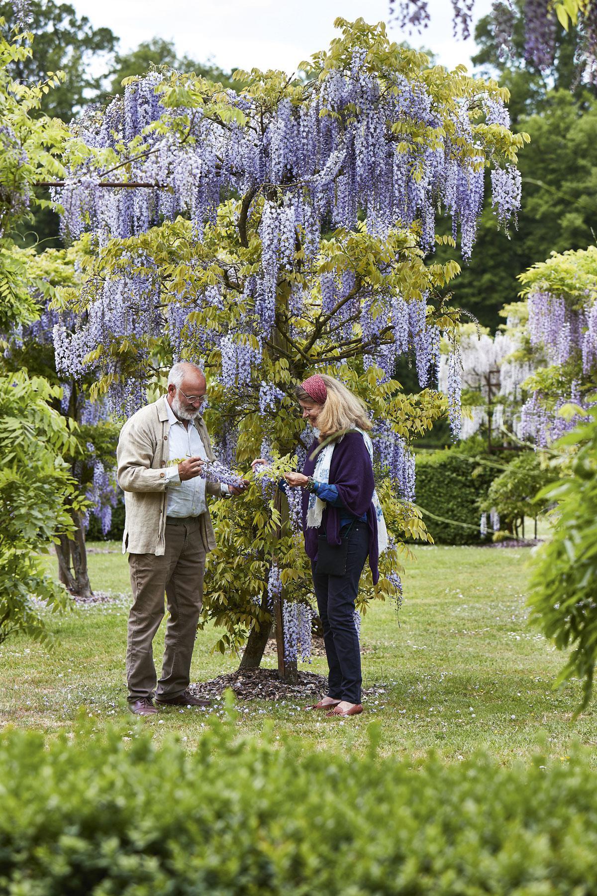 Les passionnés Marc Libert et Philippine d’Ursel près d’un wisteria floribunda ‘Blue Dream’.