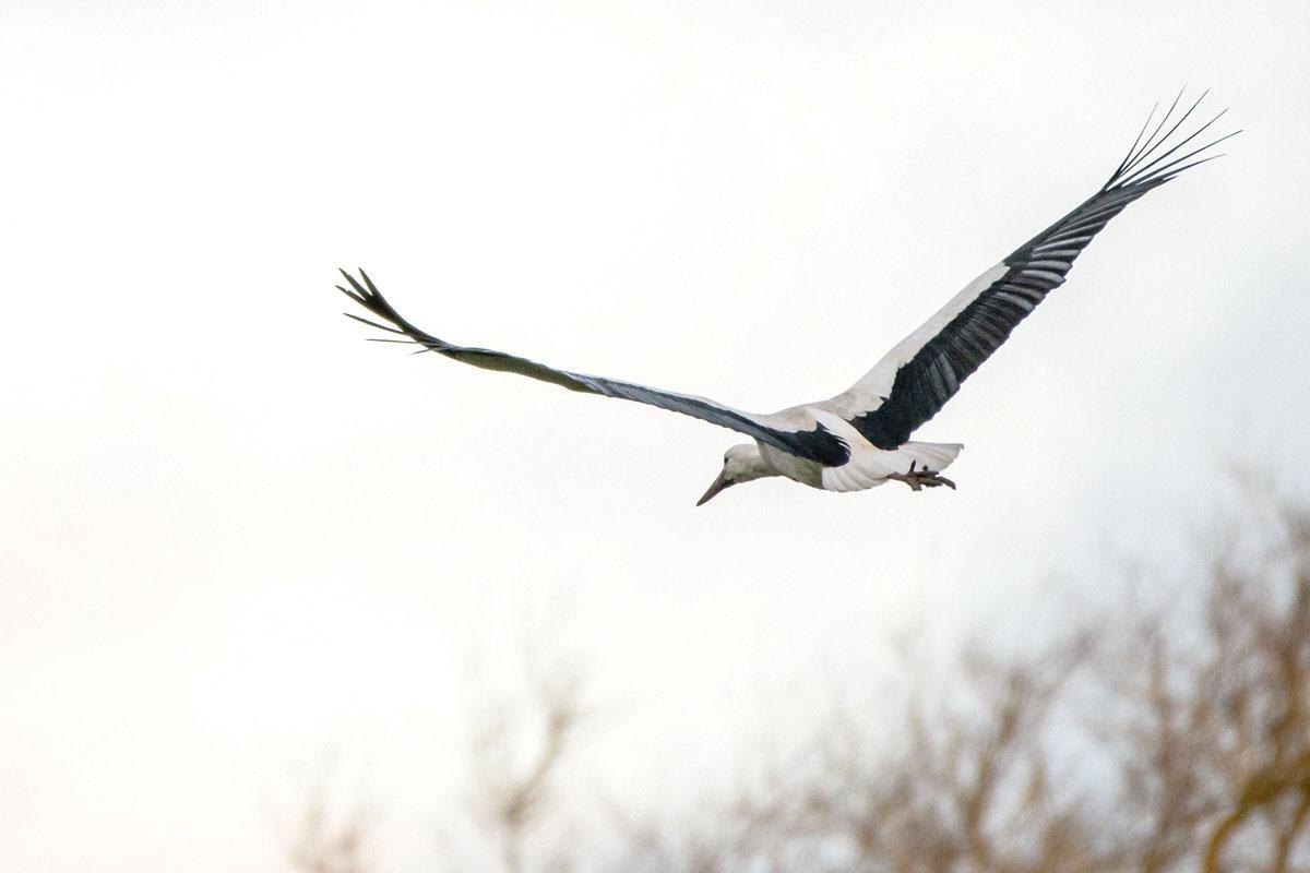 Le potentiel de nidification régional de la cigogne blanche sera amélioré sur le territoire du parc national de l'Entre-Sambre-et-Meuse.