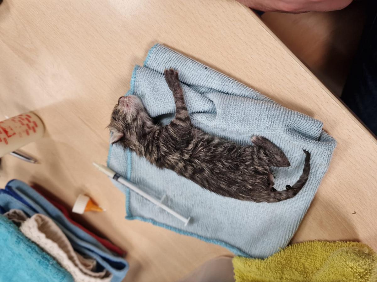 Dierenasiel Poezewoef uit Poperinge werd dit weekend opgetrommeld door de politie na het vinden van een nestje kittens. De zeven jonge diertjes hebben het niet gehaald.