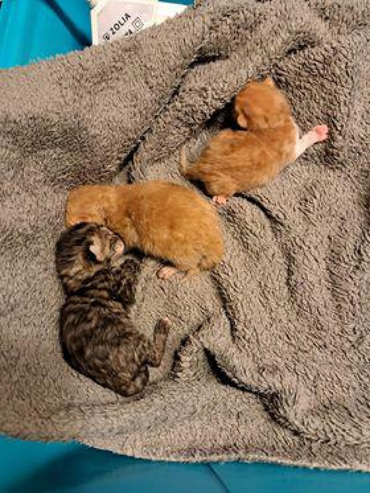 Dierenasiel Poezewoef uit Poperinge werd dit weekend opgetrommeld door de politie na het vinden van een nestje kittens. De zeven jonge diertjes hebben het niet gehaald.