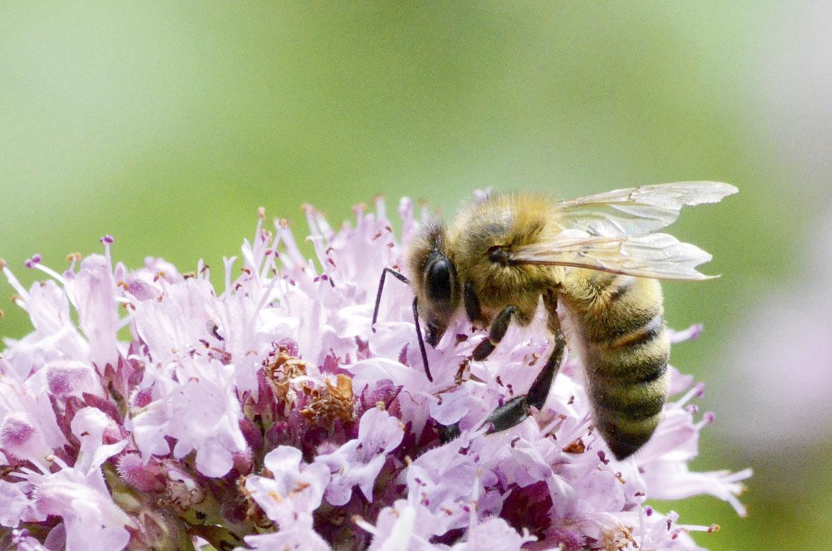 Une abeille mellifère fleur d origan