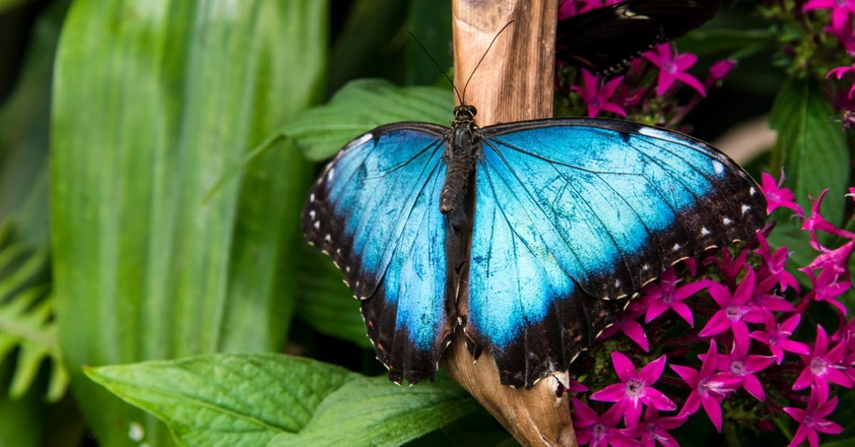 Visiter le Jardin des papillons à Anvers