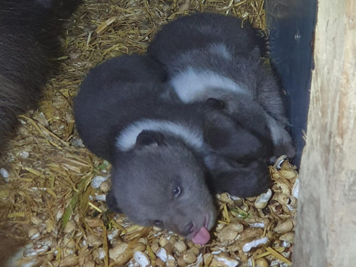 Begin dit jaar is beer Sandra bevallen van twee welpjes.