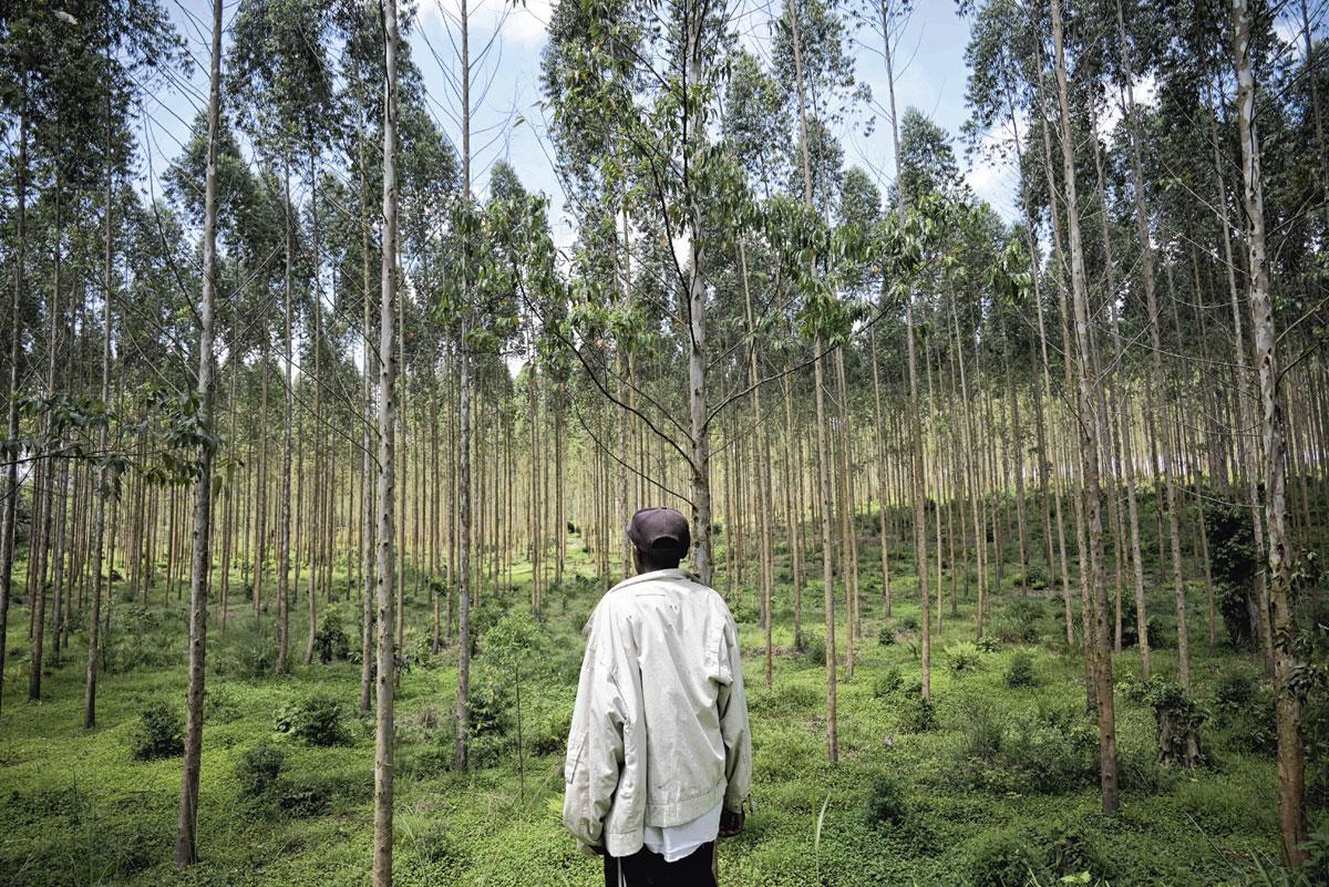 Sous bonne garde - Bruno est gardien d’une forêt d’eucalyptus. Il vit sur place et veille à ce que personne ne vole des arbres au propriétaire: «Je suis fier de travailler ici. Ce que nous faisons est bon pour l’environnement.»