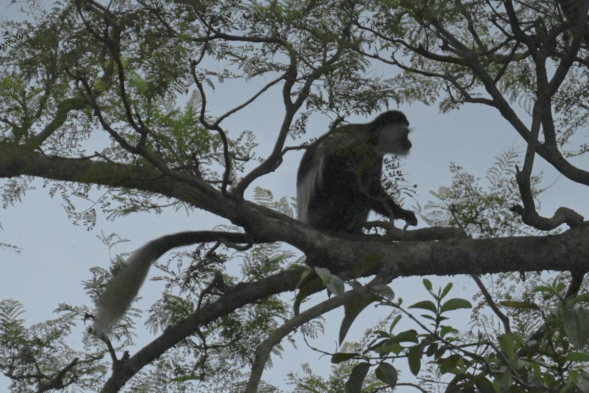 Le retour de la faune - Autour de l’Ayapapa Home, près de cinquante mille arbres de différentes variétés ont été plantés. Une nouvelle forêt dans laquelle la nature reprend ses droits petit à petit. Récemment, des singes sont réapparus dans la région.