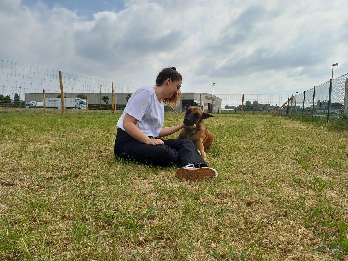 Mechelse herder Boyka is al één jaar ter adoptie in dierenasiel Poezewoef en zoekt een baasje.