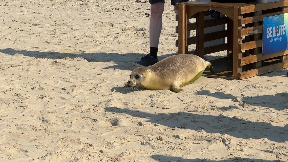 Rosa werd onder massale belangstelling vrijgelaten.