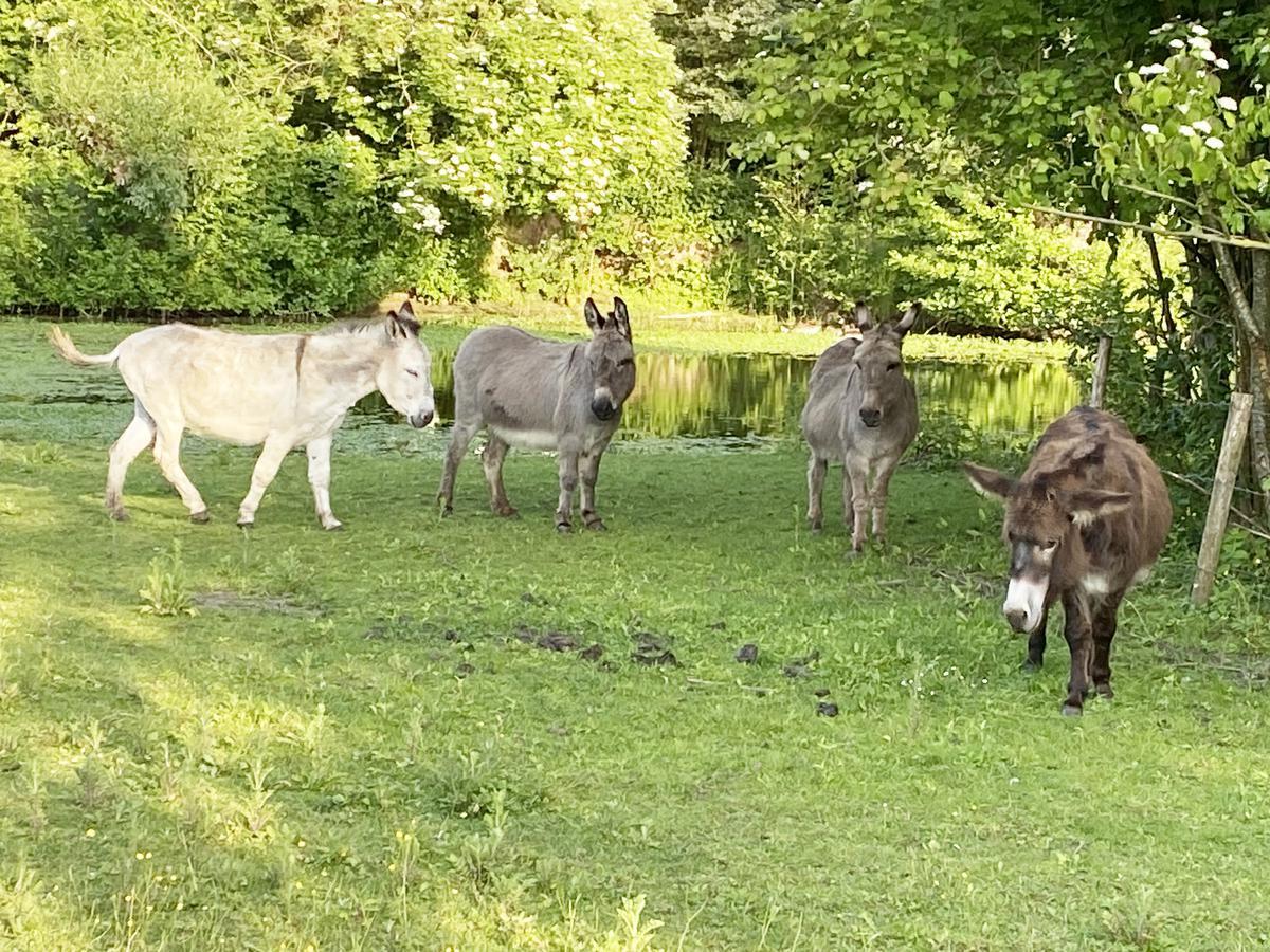 Leila, Lola, Mia en Isidoor in hun habitat. (foto BRU)