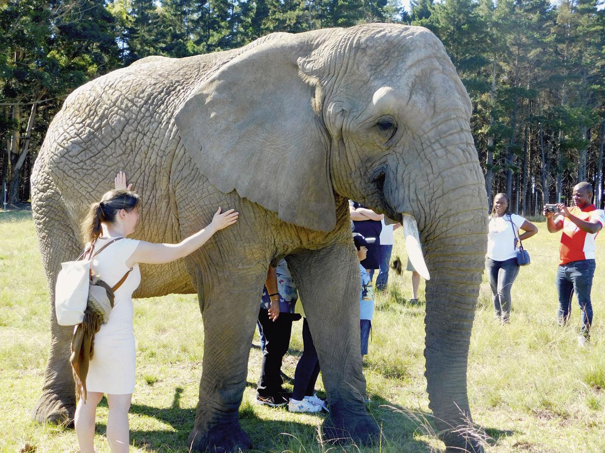 Monique streelt een olifant in Knysna Elephant Park in Zuid-Afrika.