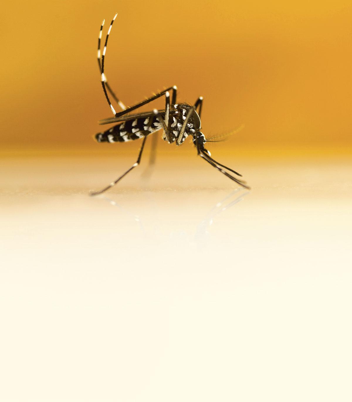 La zanzara tigre, portatrice di virus, trionfa sulle Fiandre: gli esperti si preoccupano