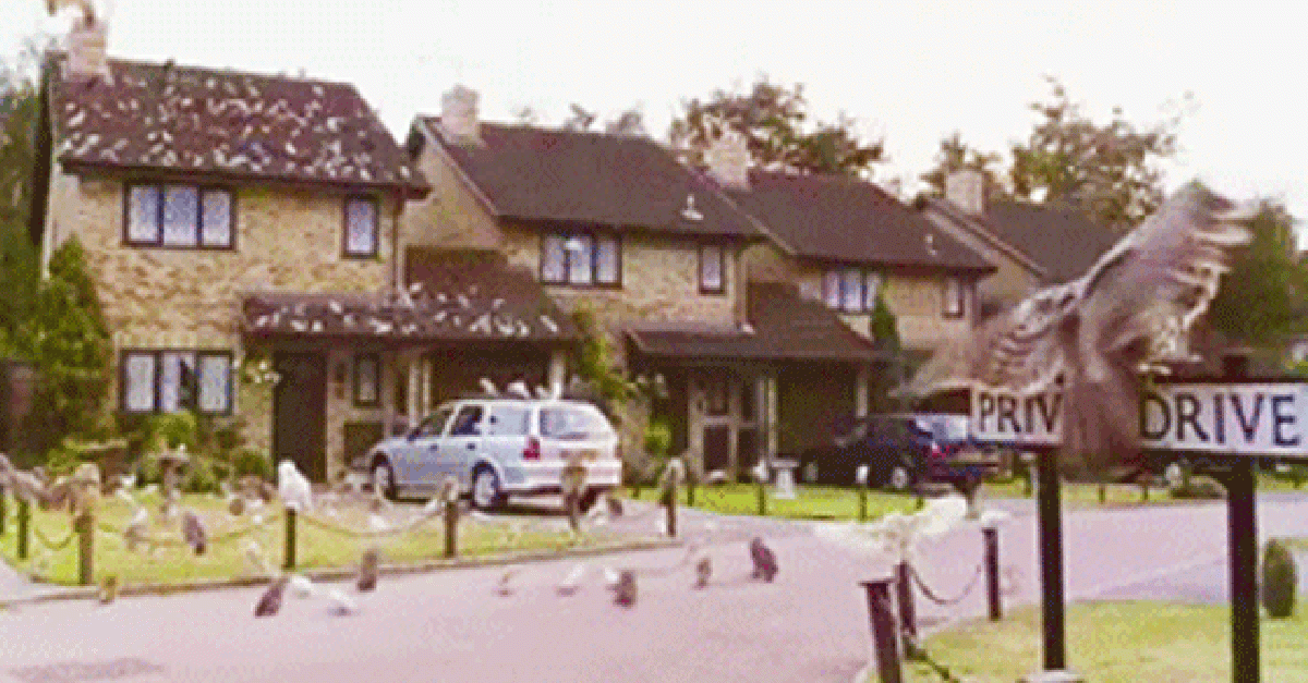 Tulpen Kwijting Kritiek OMG: het huis van de familie Duffeling uit de Harry Potter-films staat te  koop!