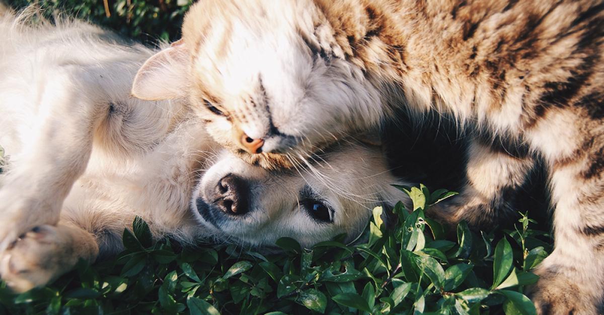 Meting Dijk Persoon belast met sportgame Kat vs hond: welk huisdier kost je het meeste geld?
