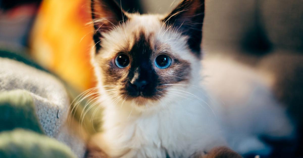 Cute: Dit Zijn 20 Van De Mooiste Katten Die Er Bestaan