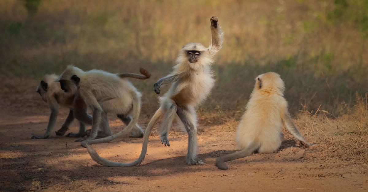 Comedy Wildlife Photography Awards 2021: deze grappige dierenfoto's ...