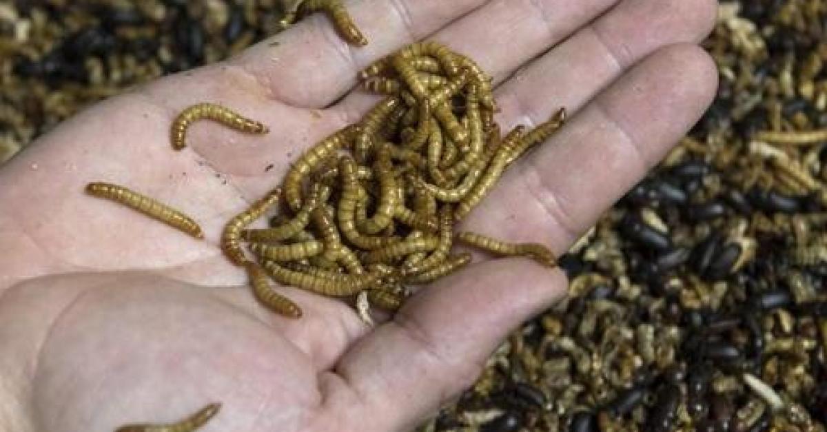 onkruid consensus Obsessie Factcheck: nee, de EU zegt niet dat je slechts 45 gram insecten per keer  mag eten