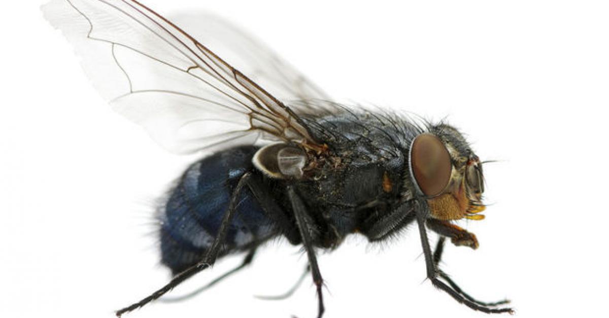 Waarom het zo moeilijk is om een vlieg dood te slaan