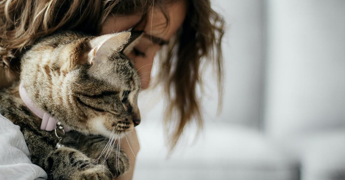 Chat Mignon De Compagnie Dans Sa Fête De Chat D'anniversaire Chat Heureux  Ai Générer