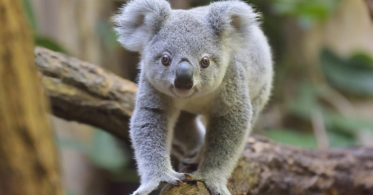 Koala's zijn voortaan bedreigde diersoort in Australië