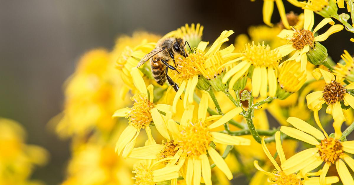 Interpretatief zwaan Gang Interne gps van bijen verstoord door pesticiden