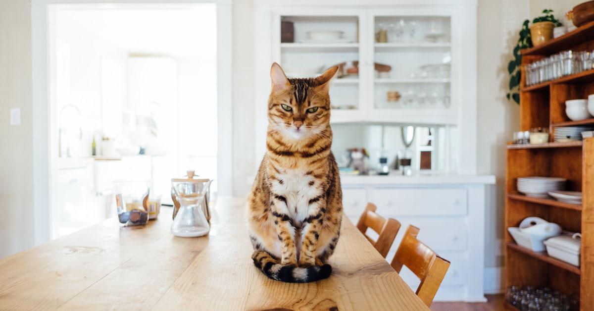 Hoe Weet Je Of Je Kat Gelukkig Is