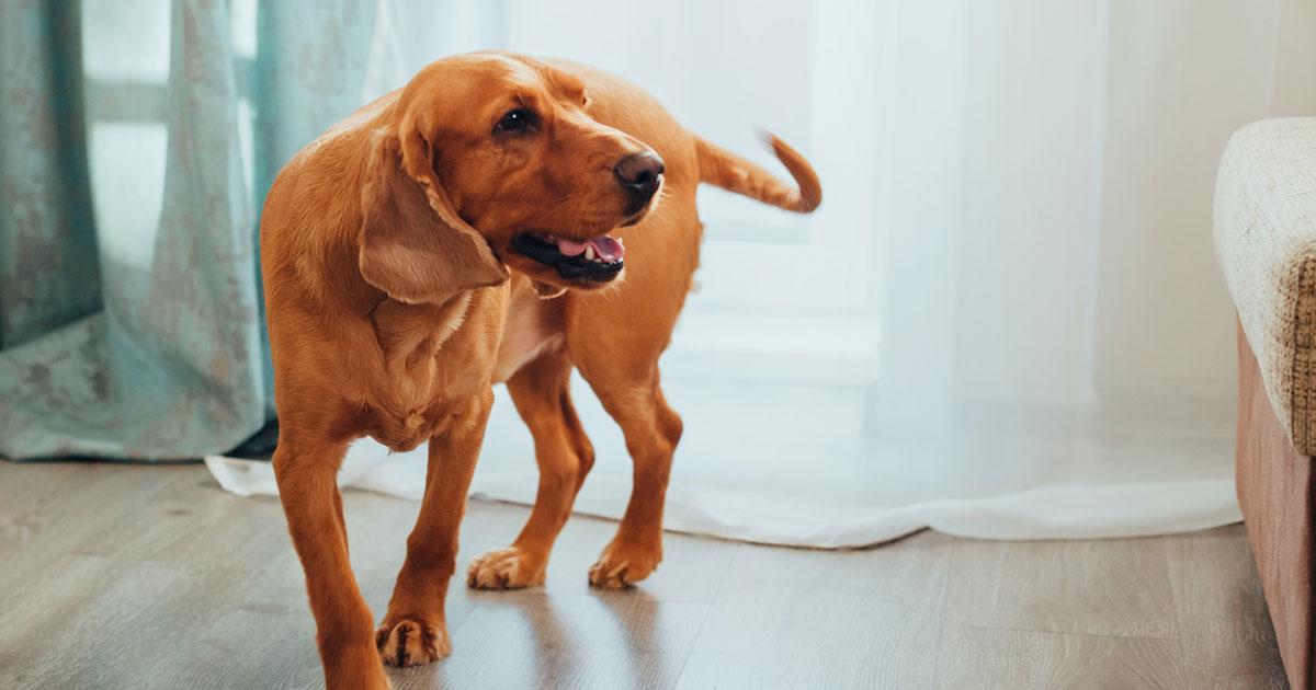 Hond loopt achter staart dit zijn de redenen